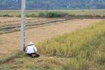 Rice is a very important food in Vietnam