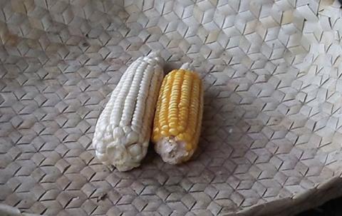 Corn is one of our favourite foods. 