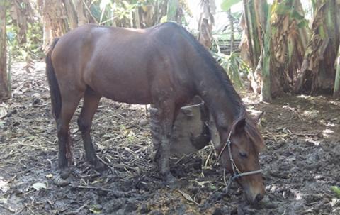 Our horse is drinking water. 