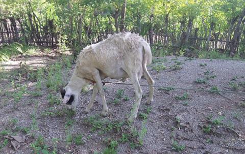 A big goat is looking for food. 