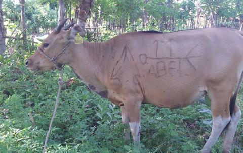 Our buffalo eats grass.