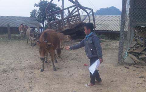 a boy feeds a cow.