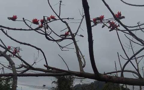 The flower tree is beautiful.