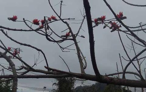 The flower tree is beautiful.