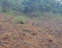 Chickens walking on a brown dirt dry field.