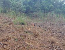 Chickens walking on a brown dirt dry field.