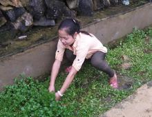 Harvesting the vegetables