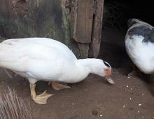 Two ducks are eating corn.